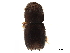  (Ambrosiodmus pseudocitri - CCDB-30440-D06)  @11 [ ] CreativeCommons - Attribution (2018) CBG Photography Group Smithsonian Institution