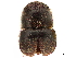  (Cnestus ater - CCDB-30440-E01)  @11 [ ] CreativeCommons - Attribution (2018) CBG Photography Group Smithsonian Institution
