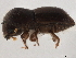  (Coptoborus ochromactonus - CCDB-30440-E03)  @11 [ ] CreativeCommons - Attribution (2018) CBG Photography Group Smithsonian Institution