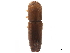  (Coptoborus vespatorius - CCDB-30440-E04)  @11 [ ] CreativeCommons - Attribution (2018) CBG Photography Group Smithsonian Institution