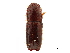  (Debus emarginatus - CCDB-30440-E07)  @11 [ ] CreativeCommons - Attribution (2018) CBG Photography Group Smithsonian Institution