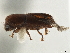  ( - CCDB-30440-E08)  @11 [ ] CreativeCommons - Attribution (2018) CBG Photography Group Smithsonian Institution