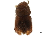  ( - CCDB-30440-E09)  @11 [ ] CreativeCommons - Attribution (2018) CBG Photography Group Smithsonian Institution