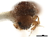  (Diuncus - CCDB-30440-E09)  @11 [ ] CreativeCommons - Attribution (2018) CBG Photography Group Smithsonian Institution