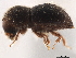  (Dryocoetoides - CCDB-30440-E12)  @11 [ ] CreativeCommons - Attribution (2018) CBG Photography Group Smithsonian Institution