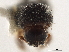  ( - CCDB-30440-F01)  @11 [ ] CreativeCommons - Attribution (2018) CBG Photography Group Smithsonian Institution