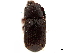  (Fortiborus - CCDB-30440-F05)  @11 [ ] CreativeCommons - Attribution (2018) CBG Photography Group Smithsonian Institution