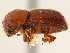  (Xyleborus horridatus - CCDB-30440-G06)  @11 [ ] CreativeCommons - Attribution (2018) CBG Photography Group Smithsonian Institution