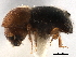  (Xylosandrus arquatus - CCDB-30440-G09)  @11 [ ] CreativeCommons - Attribution (2018) CBG Photography Group Smithsonian Institution