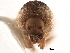  (Xyloctonini - CCDB-30440-H02)  @11 [ ] CreativeCommons - Attribution (2018) CBG Photography Group Smithsonian Institution