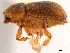  ( - CCDB-30440-H03)  @11 [ ] CreativeCommons - Attribution (2018) CBG Photography Group Smithsonian Institution