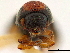  ( - CCDB-30440-H05)  @11 [ ] CreativeCommons - Attribution (2018) CBG Photography Group Smithsonian Institution