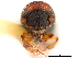  ( - CCDB-30440-H06)  @11 [ ] CreativeCommons - Attribution (2018) CBG Photography Group Smithsonian Institution
