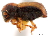  (Trypodendron niponicum - CCDB-30440-H06)  @11 [ ] CreativeCommons - Attribution (2018) CBG Photography Group Smithsonian Institution