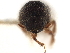  ( - CCDB-30440-H07)  @11 [ ] CreativeCommons - Attribution (2018) CBG Photography Group Smithsonian Institution