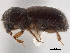  ( - CCDB-30440-H07)  @11 [ ] CreativeCommons - Attribution (2018) CBG Photography Group Smithsonian Institution
