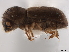  ( - CCDB-30440-H08)  @11 [ ] CreativeCommons - Attribution (2018) CBG Photography Group Smithsonian Institution
