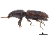  (Paraclivina fasciata - CCDB-30441-H08)  @11 [ ] CreativeCommons - Attribution (2018) CBG Photography Group Smithsonian Institution