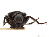  ( - CCDB-30442-A08)  @11 [ ] CreativeCommons - Attribution (2018) CBG Photography Group Smithsonian Institution