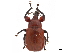  (Henicolabus lewisii - CCDB-30442-B01)  @11 [ ] CreativeCommons - Attribution (2018) CBG Photography Group Smithsonian Institution