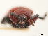 ( - CCDB-30442-B01)  @11 [ ] CreativeCommons - Attribution (2018) CBG Photography Group Smithsonian Institution