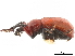  ( - CCDB-30442-B01)  @11 [ ] CreativeCommons - Attribution (2018) CBG Photography Group Smithsonian Institution