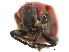  ( - CCDB-30442-B05)  @11 [ ] CreativeCommons - Attribution (2018) CBG Photography Group Smithsonian Institution