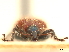  (Lasiorhynchites caeruleocephalus - CCDB-30442-C01)  @11 [ ] CreativeCommons - Attribution (2018) CBG Photography Group Smithsonian Institution