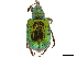  ( - CCDB-30442-C09)  @11 [ ] CreativeCommons - Attribution (2018) CBG Photography Group Smithsonian Institution