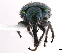  ( - CCDB-30442-C09)  @11 [ ] CreativeCommons - Attribution (2018) CBG Photography Group Smithsonian Institution