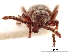  (Stereodermus chontalensis - CCDB-30442-E07)  @11 [ ] CreativeCommons - Attribution (2018) CBG Photography Group Smithsonian Institution