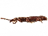 (Stereodermus latirostris - CCDB-30442-E08)  @11 [ ] CreativeCommons - Attribution (2018) CBG Photography Group Smithsonian Institution