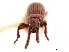  ( - CCDB-30442-E11)  @11 [ ] CreativeCommons - Attribution (2018) CBG Photography Group Smithsonian Institution