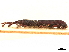  ( - CCDB-30442-G06)  @11 [ ] CreativeCommons - Attribution (2018) CBG Photography Group Smithsonian Institution