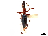  (Cylas formicarius - CCDB-30444-A01)  @11 [ ] CreativeCommons - Attribution (2018) CBG Photography Group Smithsonian Institution