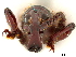  ( - CCDB-30444-A02)  @11 [ ] CreativeCommons - Attribution (2018) CBG Photography Group Smithsonian Institution