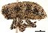  (Thecesternus foveolatus - CCDB-30444-B12)  @11 [ ] CreativeCommons - Attribution (2018) CBG Photography Group Smithsonian Institution