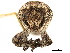  ( - CCDB-30444-C01)  @11 [ ] CreativeCommons - Attribution (2018) CBG Photography Group Smithsonian Institution