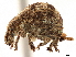  (Pseudocneorhinus - CCDB-30444-E06)  @11 [ ] CreativeCommons - Attribution (2018) CBG Photography Group Smithsonian Institution