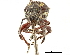  ( - CCDB-30444-E11)  @11 [ ] CreativeCommons - Attribution (2018) CBG Photography Group Smithsonian Institution