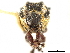  ( - CCDB-30444-E12)  @11 [ ] CreativeCommons - Attribution (2018) CBG Photography Group Smithsonian Institution