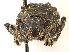  ( - CCDB-30444-F02)  @11 [ ] CreativeCommons - Attribution (2018) CBG Photography Group Smithsonian Institution