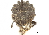  (Megalometis aureosquamosus - CCDB-30444-F05)  @11 [ ] CreativeCommons - Attribution (2018) CBG Photography Group Smithsonian Institution