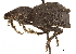  ( - CCDB-30444-F05)  @11 [ ] CreativeCommons - Attribution (2018) CBG Photography Group Smithsonian Institution