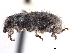  (Miloderes setosus - CCDB-30444-F09)  @11 [ ] CreativeCommons - Attribution (2018) CBG Photography Group Smithsonian Institution