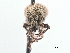  (Peritaxia elongata - CCDB-30444-G03)  @11 [ ] CreativeCommons - Attribution (2018) CBG Photography Group Smithsonian Institution