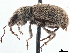 ( - CCDB-30444-G03)  @11 [ ] CreativeCommons - Attribution (2018) CBG Photography Group Smithsonian Institution