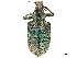  (Rhigus - CCDB-30444-H11)  @11 [ ] CreativeCommons - Attribution (2018) CBG Photography Group Smithsonian Institution