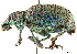  ( - CCDB-30444-H11)  @11 [ ] CreativeCommons - Attribution (2018) CBG Photography Group Smithsonian Institution