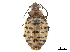  ( - CCDB-30445-C08)  @11 [ ] CreativeCommons - Attribution (2018) CBG Photography Group Smithsonian Institution
